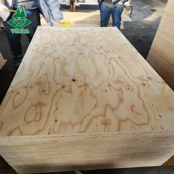 Larch Plywood for Concrete Boards suppliers